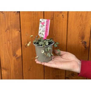 Lampášik (Ceropegia woodii) - Ø 10 cm, kont. P11